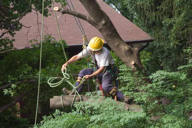 Best Hazardous Tree Removal  in Afton, WY