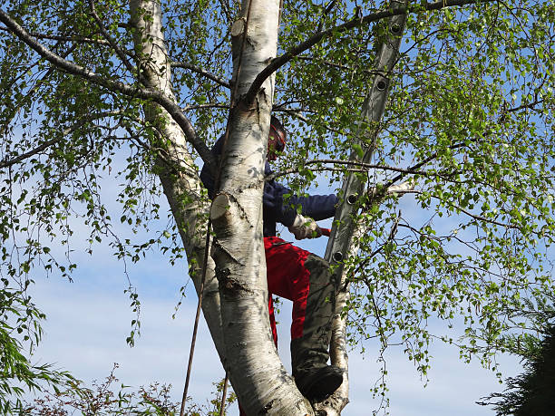 How Our Tree Care Process Works  in  Afton, WY