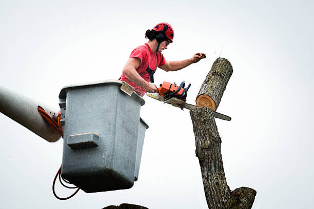 Best Hazardous Tree Removal  in Afton, WY